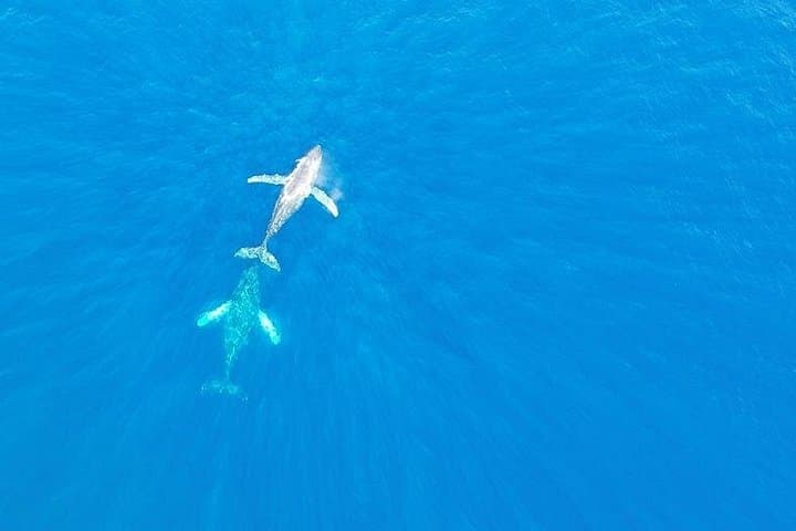 Kailua Kona Whale Watching: Humpback Boat Tour in Kona, Hawaiʻi photo 1