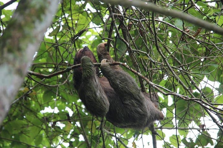 Easy Volcano Nature Trail: Guided Hike Near La Fortuna, Costa Rica photo 2