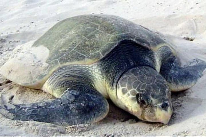 Tamarindo Night Turtle Nesting Tour — Watch Olive Ridley and Green Sea Turtles Lay Eggs photo 3