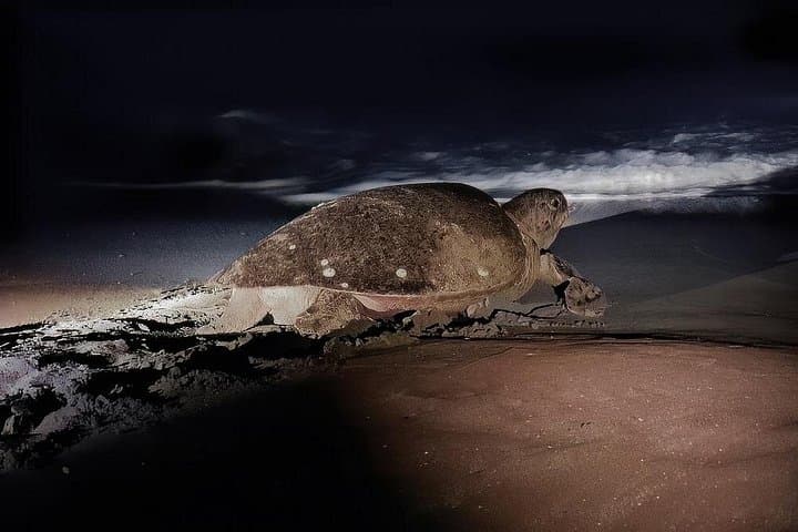 Tamarindo Night Turtle Nesting Tour — Watch Olive Ridley and Green Sea Turtles Lay Eggs photo 1