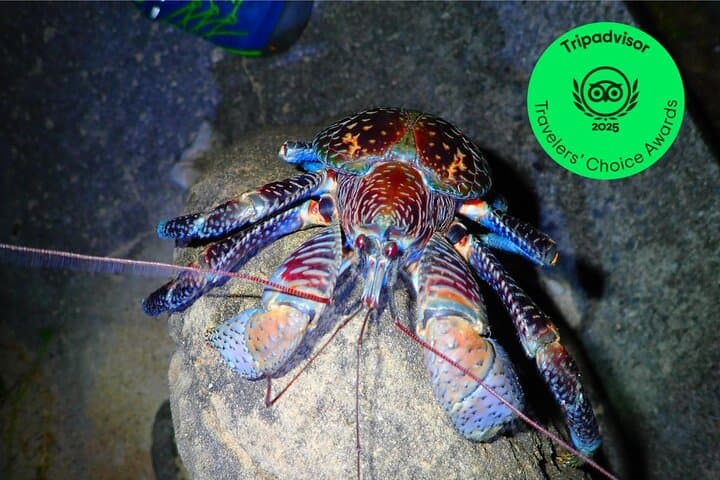 Iriomote Night Adventure: Guided Jungle Walk and Stargazing