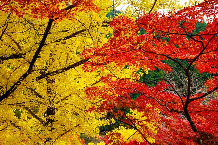 Toyota Green Life Inabu: Autumn Leaves and Gohei Mochi Farming Experience photo 6