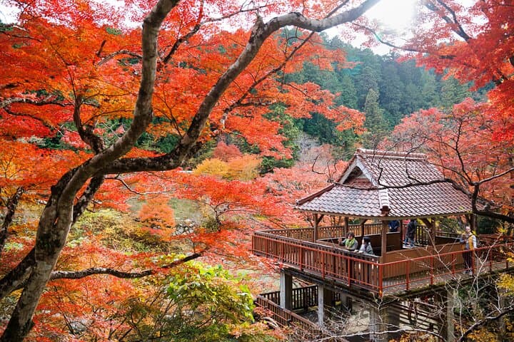 Toyota Green Life Inabu: Autumn Leaves and Gohei Mochi Farming Experience