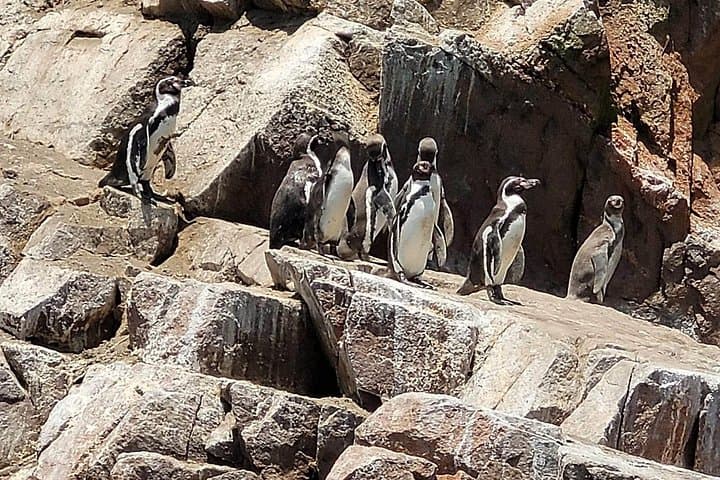 Golden Shadows: Ballestas Islands Speedboat and Paracas Sunset Trek photo 6