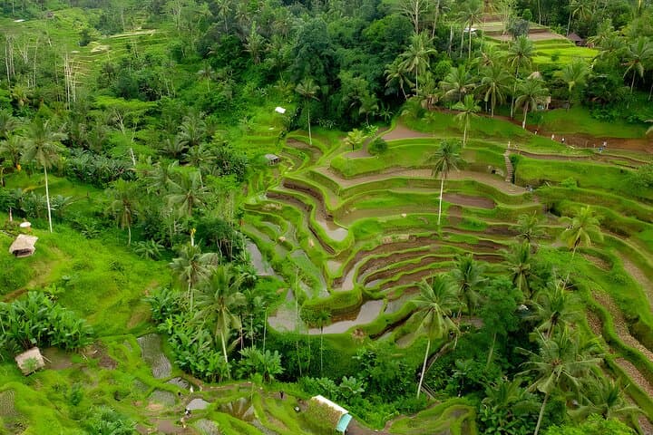 Ubud Full-Day Tour: Campuhan Ridge, Monkey Forest & Tegalalang Rice Terraces