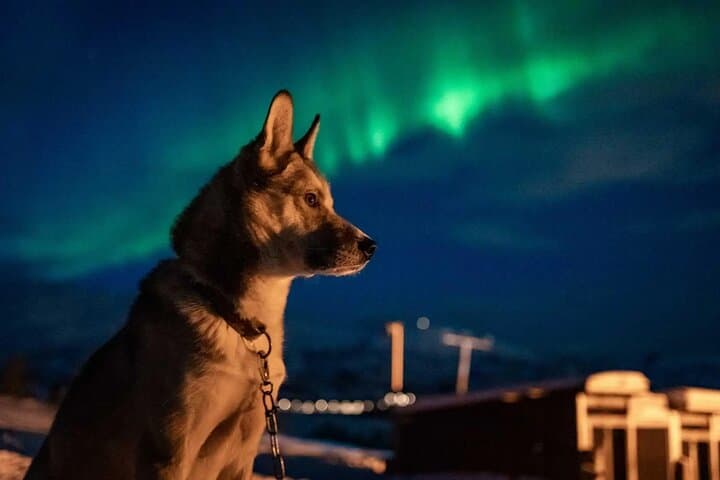 Aurora Husky Visit Near Tromsø: Huskies, Arctic Dinner & Northern Lights