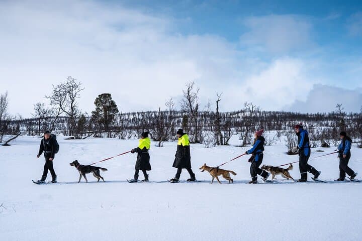 Guided Morning Snowshoe Hike with Huskies near Tromsø photo 2