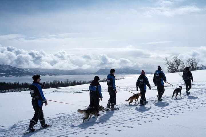 Guided Morning Snowshoe Hike with Huskies near Tromsø photo 3