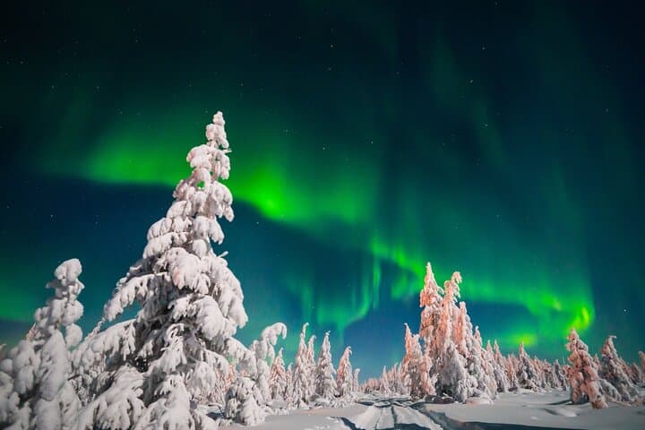 Winter Journey in Lapland: Jokkmokk Huskies, Reindeer & Northern Lights