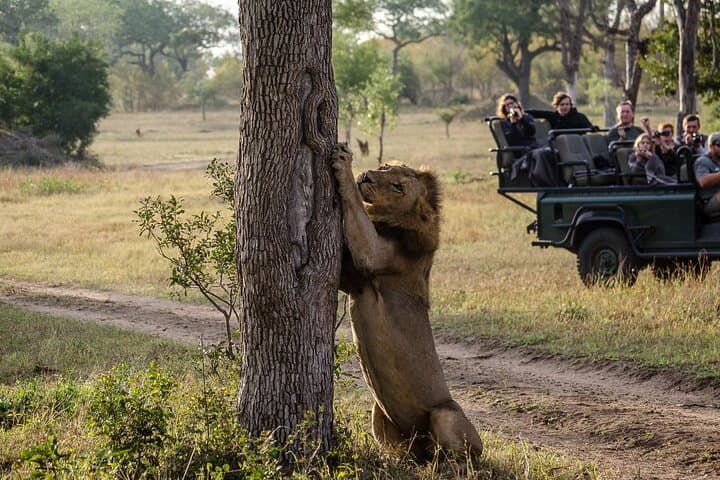 Sunset 4WD Safari in Kruger National Park: Chase the Big Five at Dusk