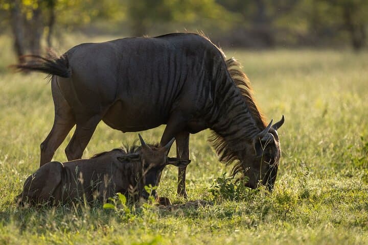 Sunset 4WD Safari in Kruger National Park: Chase the Big Five at Dusk photo 5