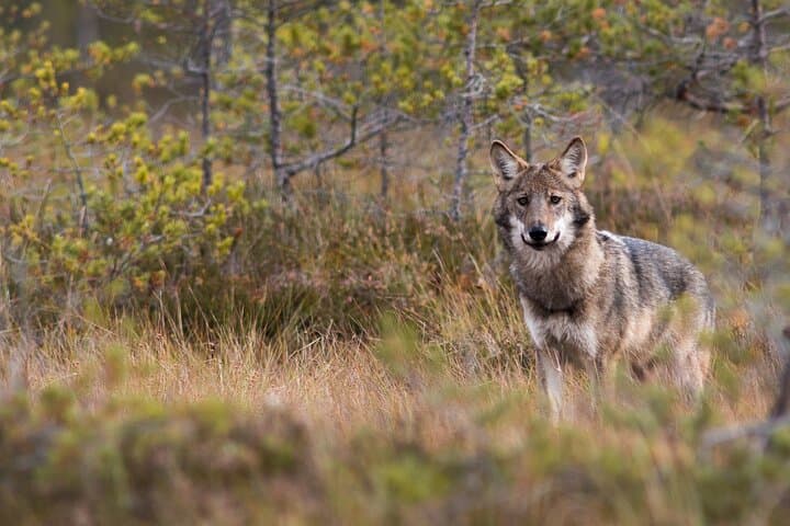 central-sweden-wildlife-tour-wolves-moose-beavers