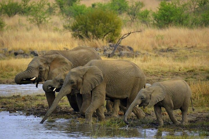 Full-Day Kruger National Park Safari from Hazyview: Big Five Game Drive photo 3