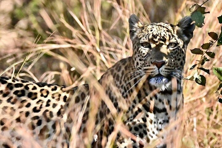 Full-Day Kruger National Park Safari from Hazyview: Big Five Game Drive photo 5