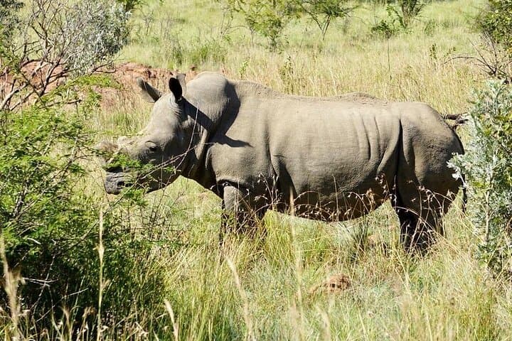 Full-Day Kruger National Park Safari from Hazyview: Big Five Game Drive photo 6