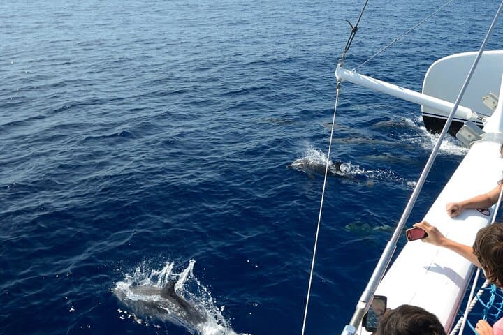 Funchal Dolphin & Whale-Watching Catamaran Tour — Madeira Marine Safari photo 5