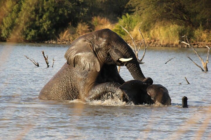 Full-Day Kruger National Park Safari from Hazyview: Big Five Game Drive photo 2