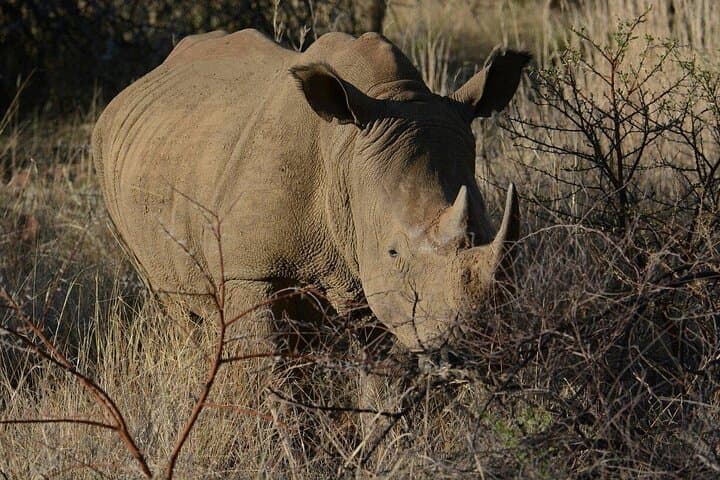 Half-Day Kruger National Park Safari from Hazyview — Big Five Game Drive