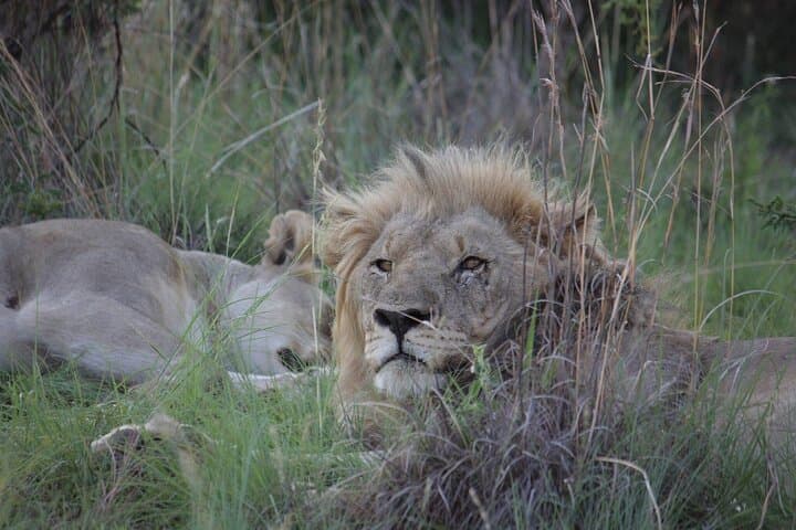 3-Day Kruger Safari & Panorama Route: Big Five Game Drives and Blyde River Views