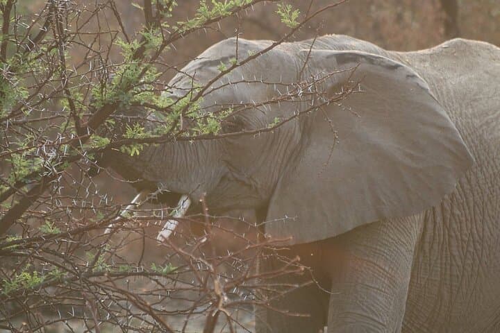 Full-Day Kruger National Park Safari from Hazyview: Big Five Game Drive