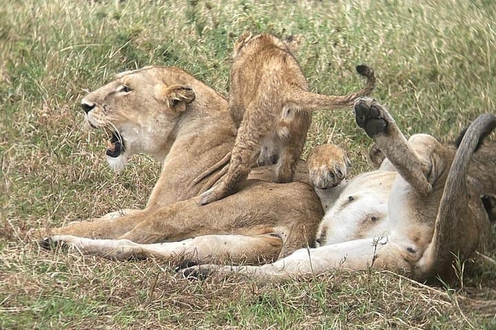 4-Day Camping Safari: Serengeti, Ngorongoro & Tarangire photo 2