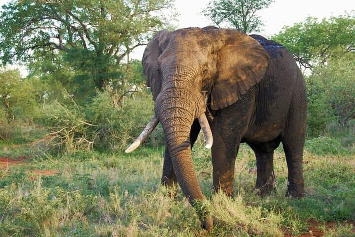 Amboseli Day Safari from Nairobi — Kilimanjaro Views, Elephants & Maasai Village photo 5