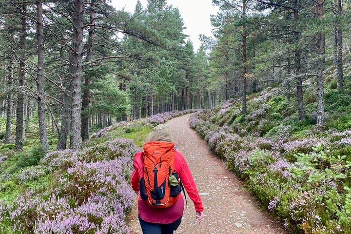 Cairngorms Day Hike from Edinburgh: Glenmore 5.5-Mile Guided Walk photo 4
