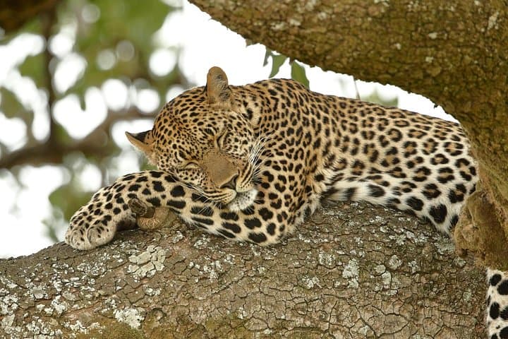 3-Day Maasai Mara Safari from Nairobi: Group Game Drives & Overnight Tented Camp photo 1