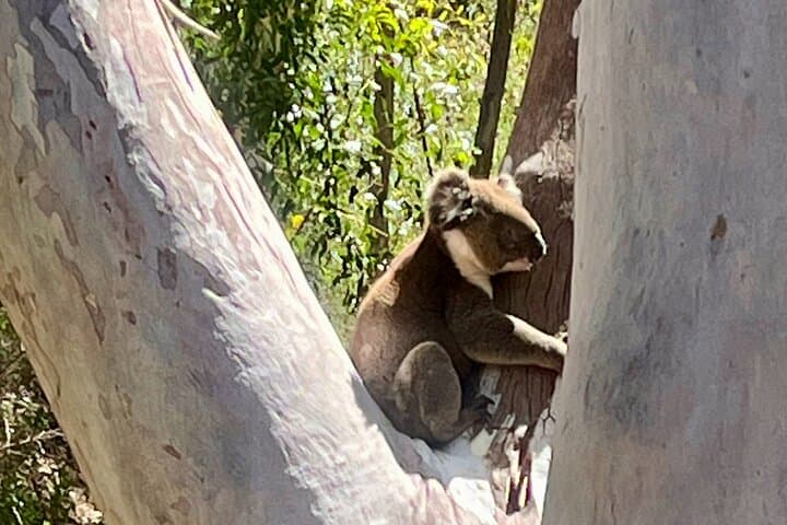 Morialta Falls Hike — Gorges, Wildlife & Waterfalls from Adelaide photo 3