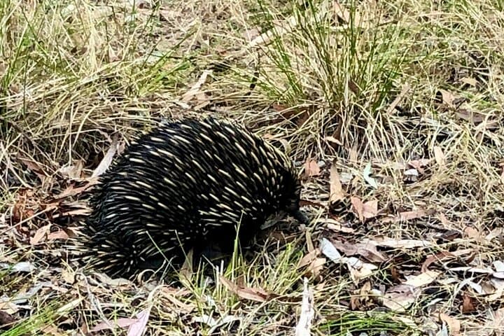 Morialta Falls Hike — Gorges, Wildlife & Waterfalls from Adelaide photo 6