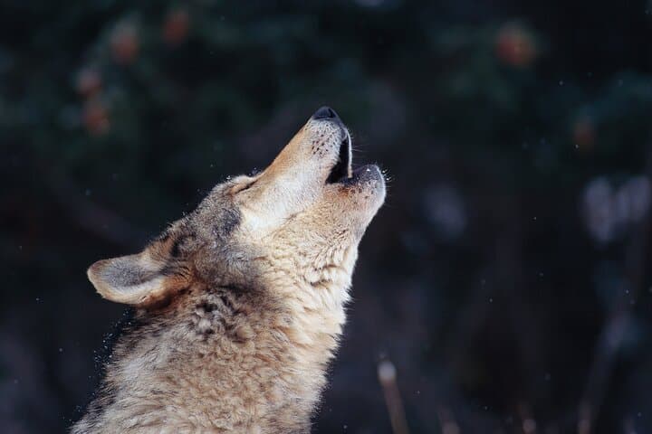 Wolf Howl Experience: 2-Day Wild Camping & Wolf Tracking near Köping, Sweden