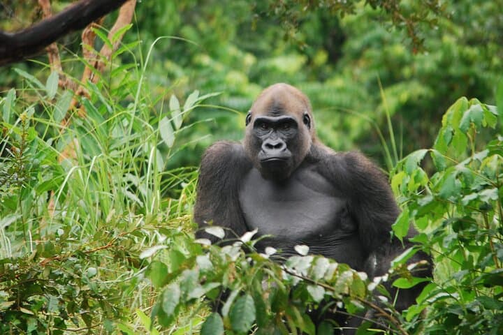 3-Day Brazzaville: Gorillas, Congo River Cruise & Sapeur City Tour photo 2