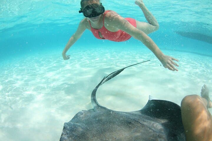 Stingray City & Starfish Point: Half-Day Snorkel Adventure in Grand Cayman photo 3