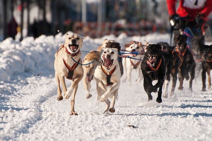 Alaskan Sled Dog Adventure: Big Lake Day Trip from Anchorage photo 3