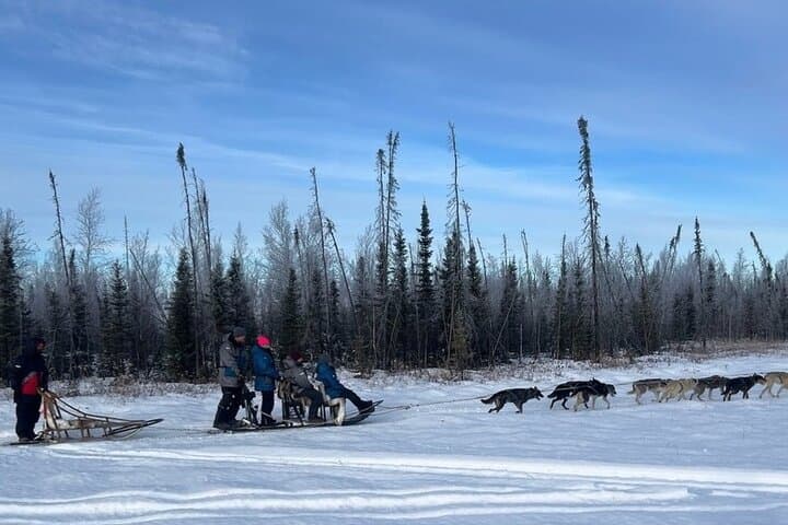 Alaskan Sled Dog Adventure: Big Lake Day Trip from Anchorage