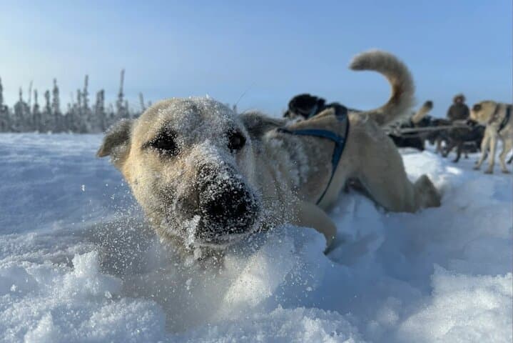 Alaskan Sled Dog Adventure: Big Lake Day Trip from Anchorage photo 4