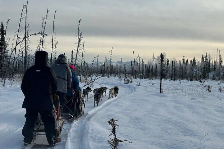 Alaskan Sled Dog Adventure: Big Lake Day Trip from Anchorage photo 2