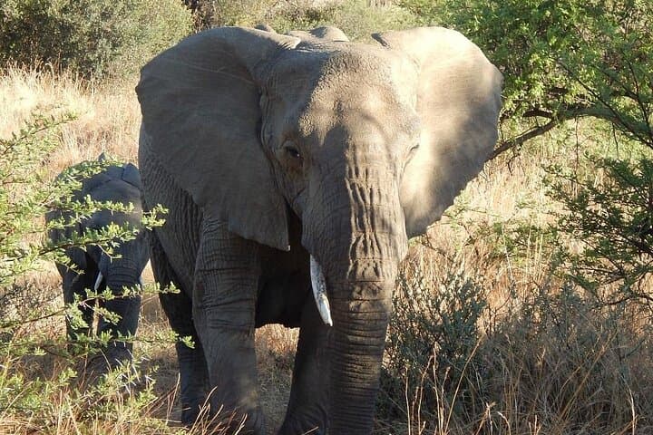 Half-Day Kruger National Park Safari from Hazyview — Big Five Game Drive photo 2