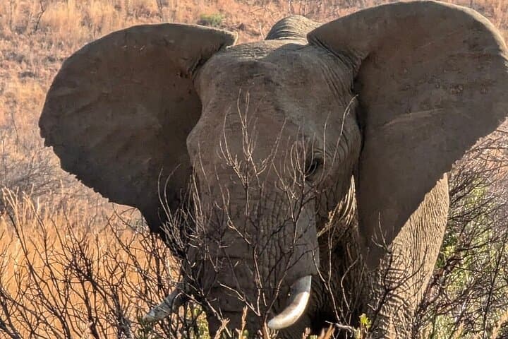Half-Day Kruger National Park Safari from Hazyview — Big Five Game Drive photo 5
