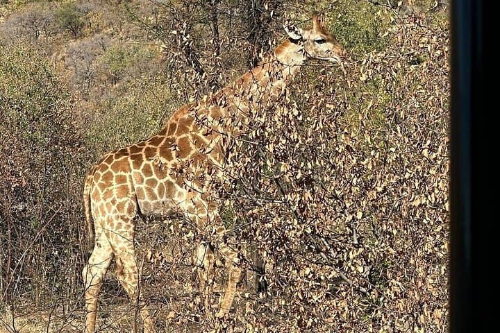 Half-Day Kruger National Park Safari from Hazyview — Big Five Game Drive photo 6