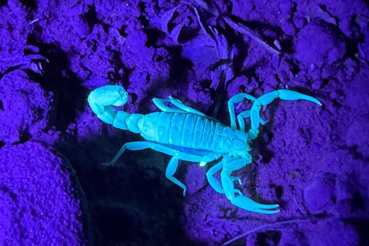 Prescott Night Hike and Stargazing: Scorpion-Spotting Under Dark Skies photo 5