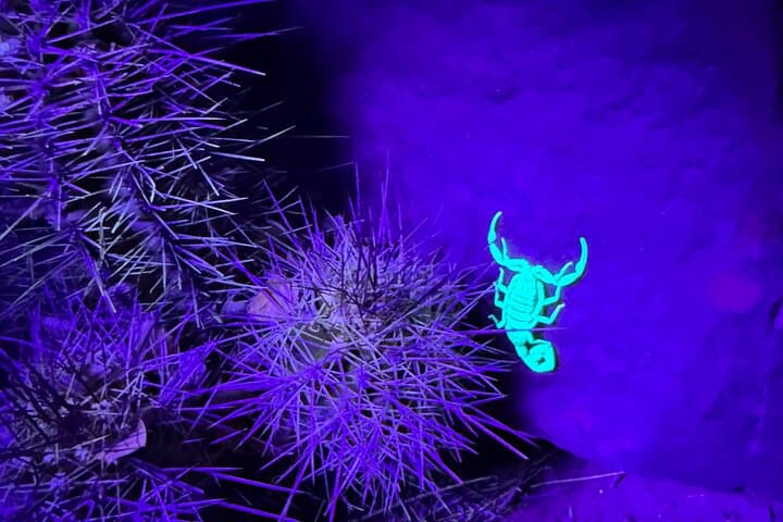 Prescott Night Hike and Stargazing: Scorpion-Spotting Under Dark Skies photo 3