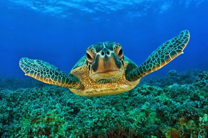 Snorkel with Akumal Sea Turtles and Explore a Riviera Maya Cenote