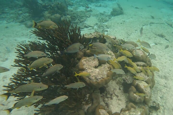 Snorkel with Akumal Sea Turtles and Explore a Riviera Maya Cenote photo 6