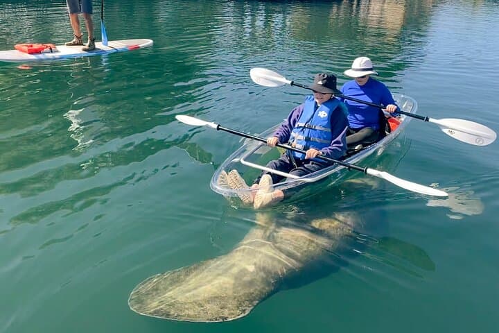 Crystal River Clear Kayak Manatee Tour: Guided Manatee Viewing in Florida photo 5