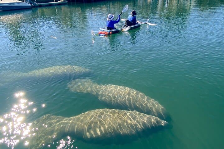 Crystal River Clear Kayak Manatee Tour: Guided Manatee Viewing in Florida photo 6