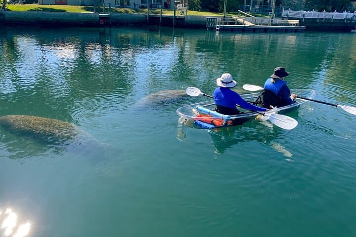 Crystal River Clear Kayak Manatee Tour: Guided Manatee Viewing in Florida photo 2