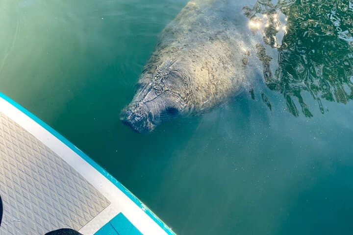 Crystal River 2-Hour Paddle Board Rental — King's Bay Manatee Viewing