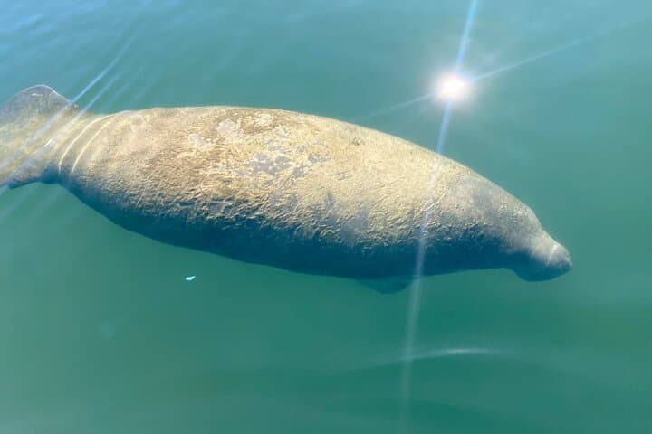 Crystal River Kayak Rental: 4-Hour King's Bay Paddle with Manatees photo 3