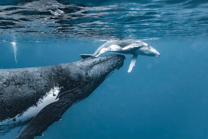 Punta Mita Humpback Whale Courtship Cruise — Private 2.5-Hour Wildlife Tour photo 2